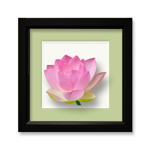 Lotus, pink - framed