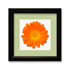 Daisy, orange - framed