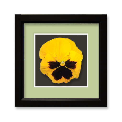 Pansy, yellow - framed