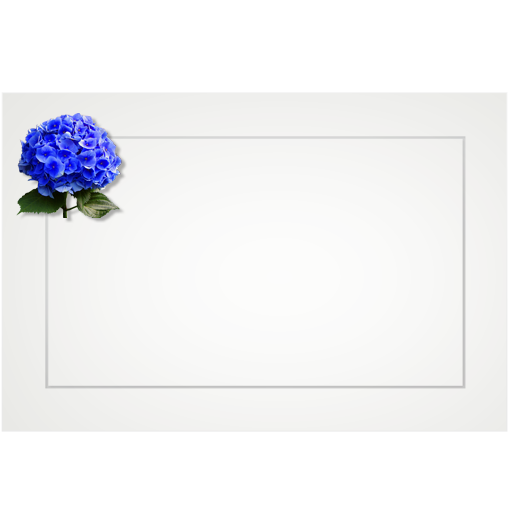 Hydrangea, blue - flat cards (box of 10)