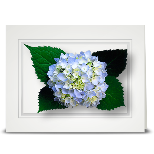 Hydrangea, light blue - folded card
