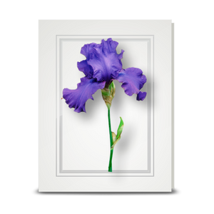 Iris, Purple - folded card