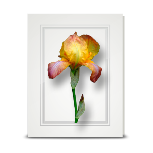 Iris, Sunset - folded card
