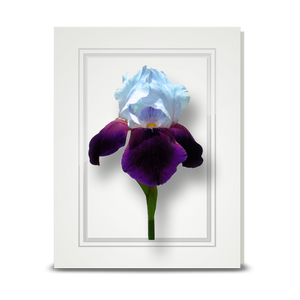 Iris, Violet - folded card