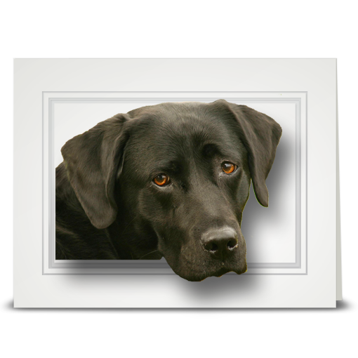 Labrador Retriever, Black - folded card