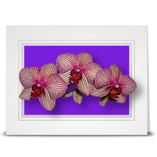 Orchid, veined - folded card
