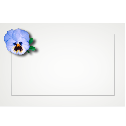 Assorted floral - flat cards (box of 10)