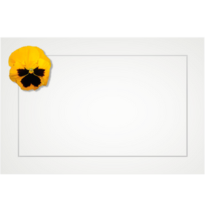 Pansy, yellow - flat cards (box of 10)
