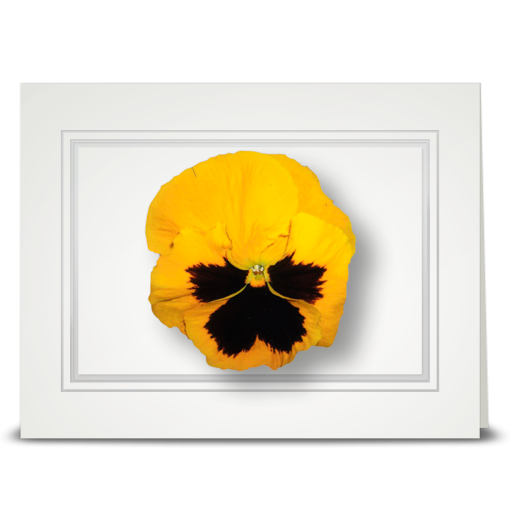 Pansy, yellow - folded card