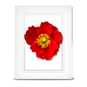 Poppy, red - folded card