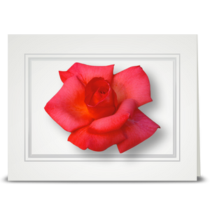 Rose, new pink - folded card