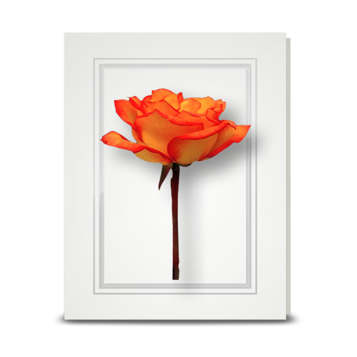 Rose, orange - folded card