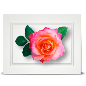 Rose, peach to pink - folded card