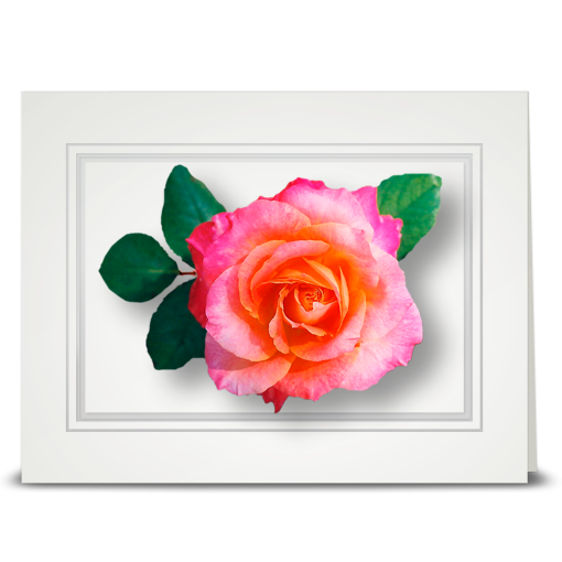 Rose, peach to pink - folded card