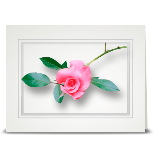 Rose, Vining Pink - folded card
