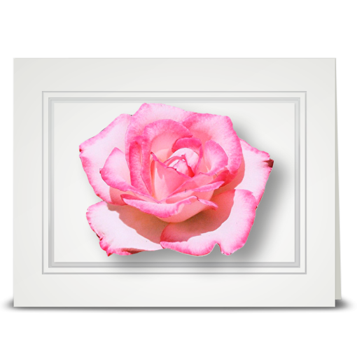 Rose, pink - folded card