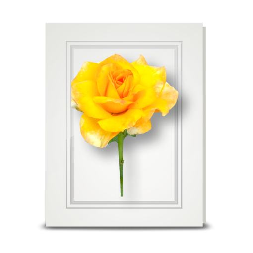 Rose, Yellow - folded card