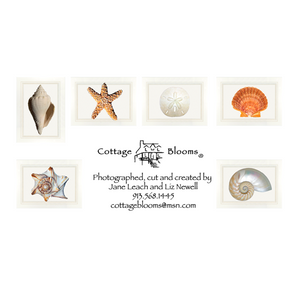 Assorted Shell - flat cards (box of 10)