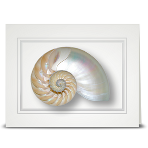Nautilus shell - folded card