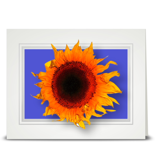 Sunflower, blowing - folded card
