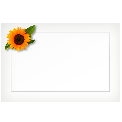 Sunflower, swiss - flat cards (box of 10)