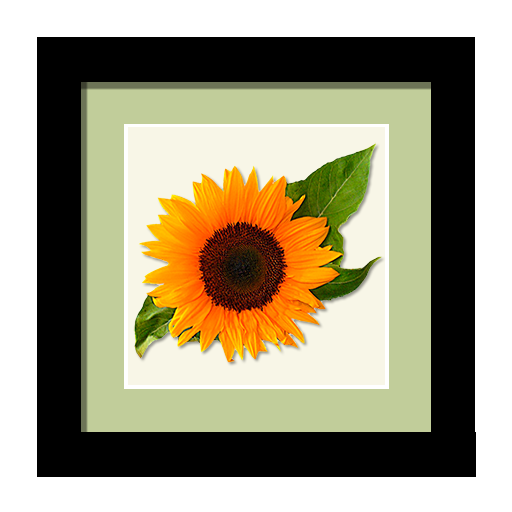 Sunflower, Swiss - framed