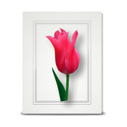 Tulip, Deep Pink - folded card