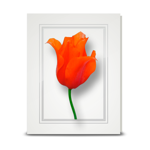 Tulip, Orange - folded card