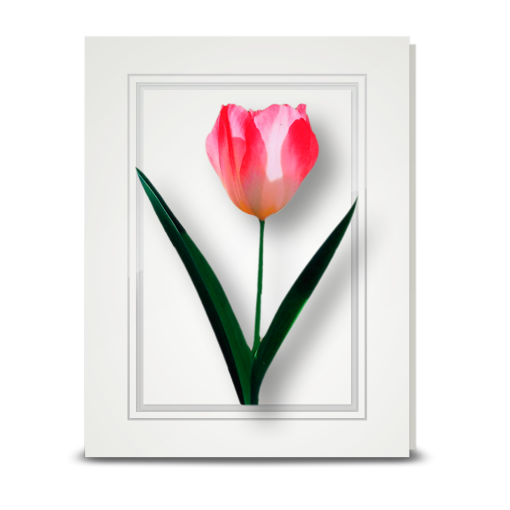 Tulip, pink - folded card