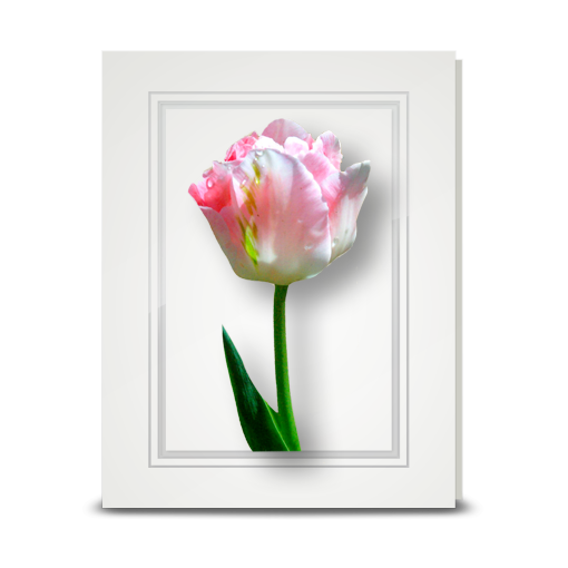 Tulip, Spring - folded card