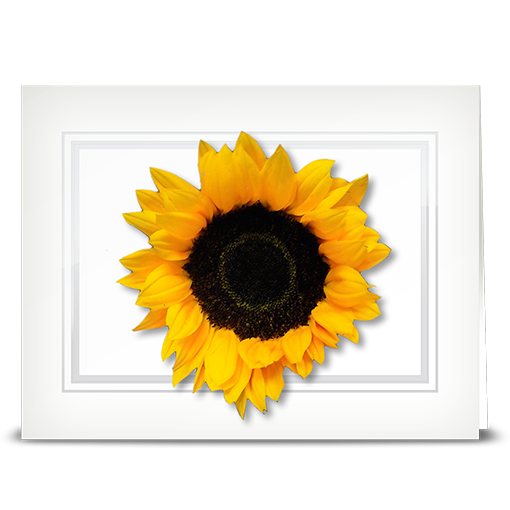 Sunflower, double petal - folded card