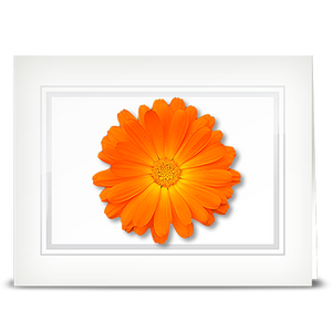 Daisy, Orange - folded card