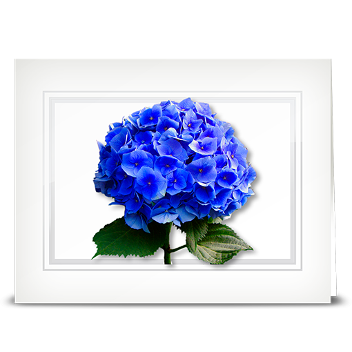 Hydrangea, blue - folded card